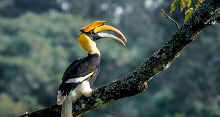 Birds & Animal Watching | Resorts in Nilgiris | Luxury resorts in Ooty|Bandipur  | Masinagudi | Wild Planet